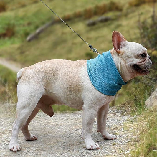 Cooling dog collar.