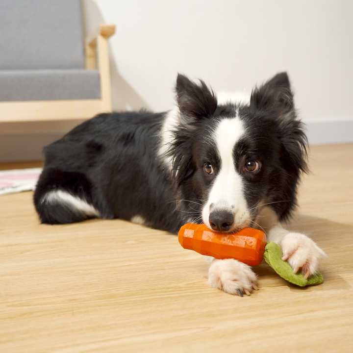 Eco-friendly natural rubber carrot for dogs.